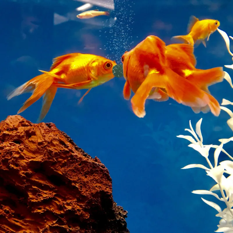 100 قطعة أقراص سبيرولينا عالية - مراجعة Marine Aquarium Bacteria وسعره